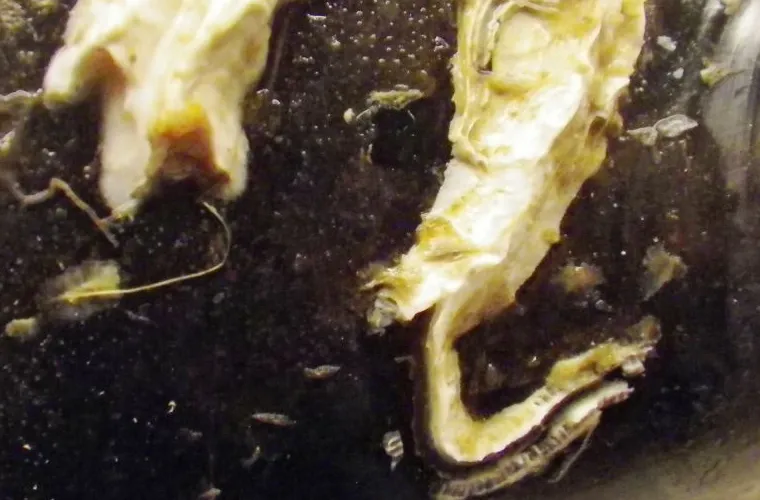 Sinistral spiral tubeworm (Pomatoceros triqueter) on a Blue mussel. Photo: Mikael Olsson  Sinistral spiral tubeworm (Pomatoceros triqueter) on a Blue mussel. Photo: Mikael Olsson