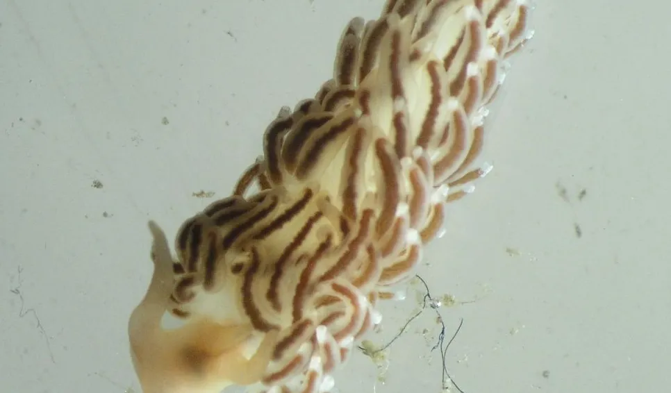A Nudibranch. (Nudibranchia)