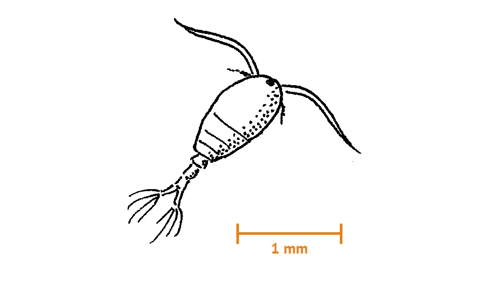 Calanoid hoppkräfta (ca 1,5 mm)