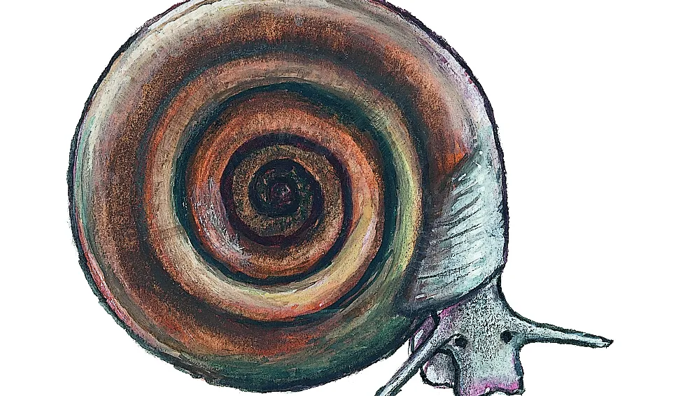 Skivsnäcka (Anisus contortus) Små dyr i sø og å. Gyldendal 2016