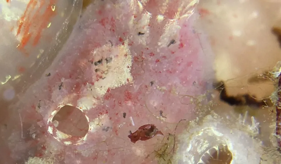 Sträv sjöpung (Ascidia scabra). Foto: Mikael Olsson
