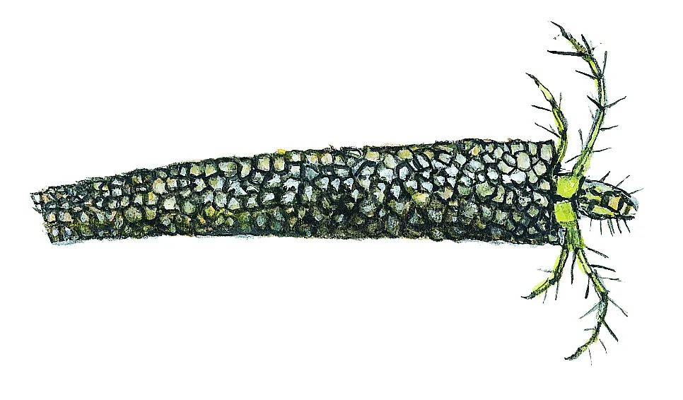 Nattslända (i hus, upp till 19 mm. Athripsodes sp.) Små dyr i sø og å. Gyldendal 2016