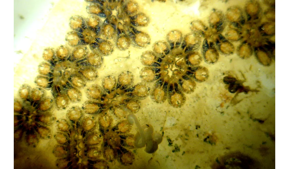 Sternseescheide (Botryllus schlosseri) auf einer Virtue Platte. Photo: Mikael Olsson 