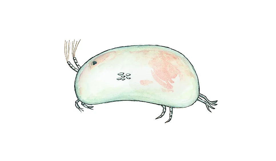 Porslinsmusselkräfta (Candona candida) Små dyr i sø og å. Gyldendal 2016