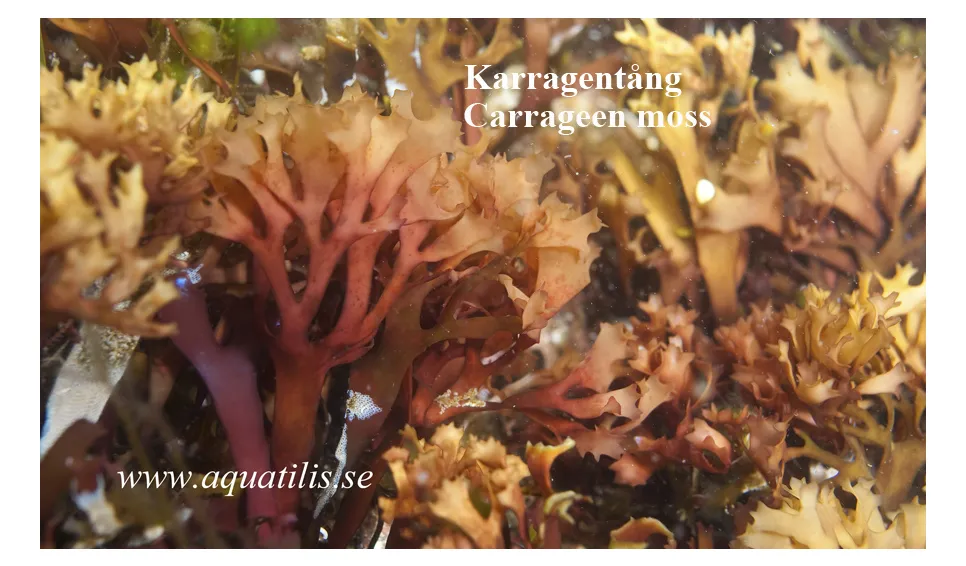 Carrageen moss. (Chondrus crispus). Photo: Aquatilis