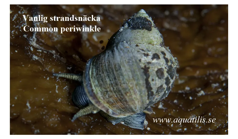 Common periwinkle. Littorina littorea. Photo: Aquatilis