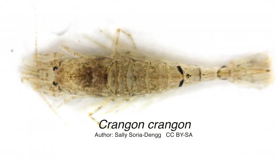 Sandräka, Hästräka (Crangon crangon)