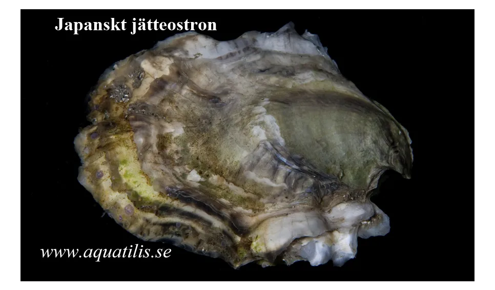 Pazifische Auster (Crassostrea gigas)