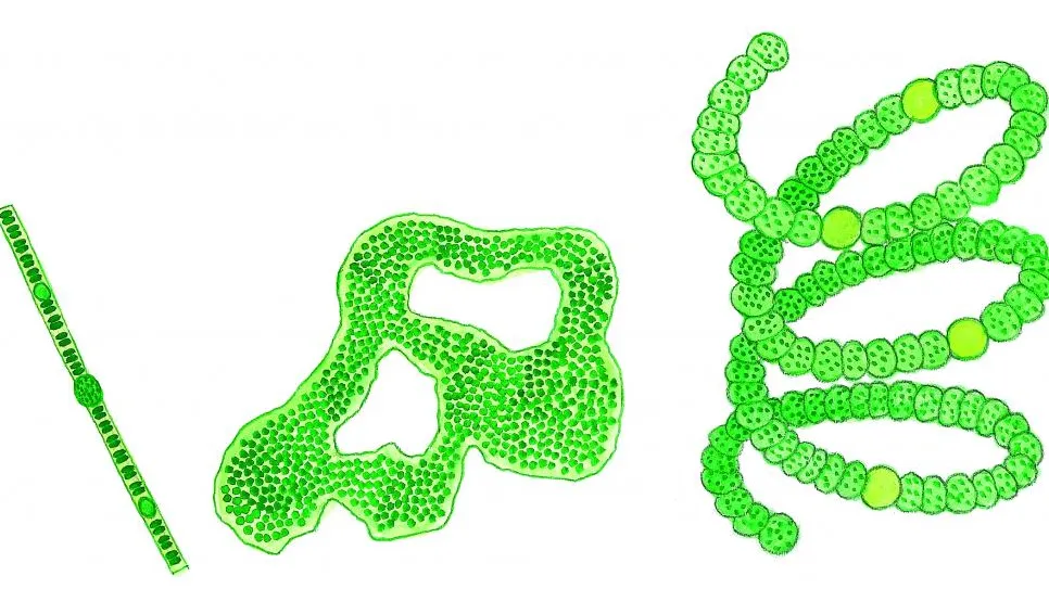 Kryptrådar (Oscillatoria sp.), Ärgvattenblom (Microcystis wesenbergii), Spiralvattenblom (Anabaena spiroides)  Små dyr i sø og å. Gyldendal 2016