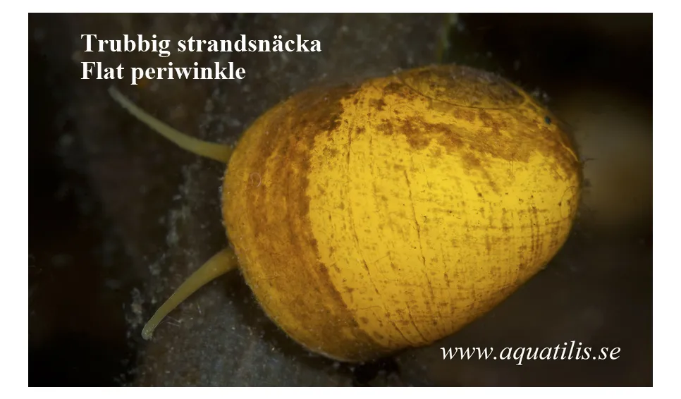 Flat periwinkle. Littorina obtusata. Photo: Aquatilis