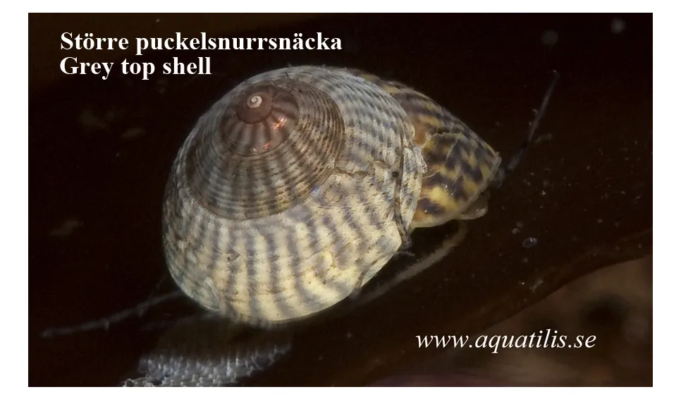  Grey top shell. Gibbula cineraria. Photo: Aquatilis