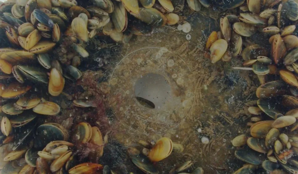 Miesmuscheln auf einer VIRTUE Platte