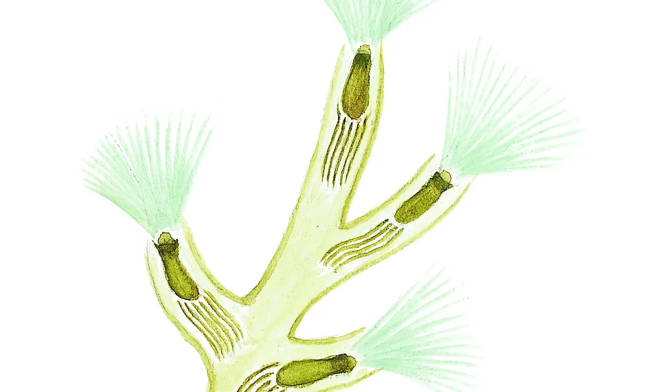 Mossdjurskoloni (detalj) (Plumatella repens) Små dyr i sø og å. Gyldendal 2016