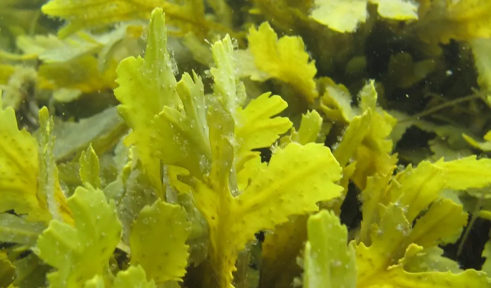 Toothed wrack. (Fucus serratus). Photo: Mikael Olsson