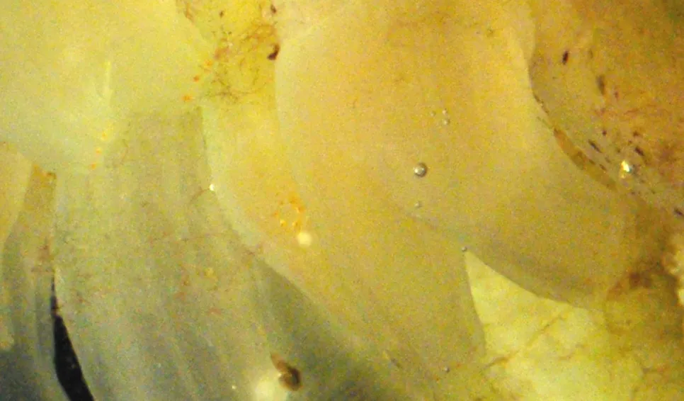 Schlauchseescheide (Ciona intestinalis) auf einer Virtue Platte. Photo: Mikael Olsson