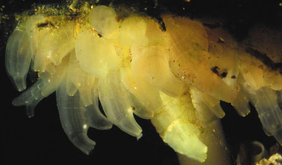Tarmsjöpung (Ciona intestinalis). Foto: Mikael Olsson