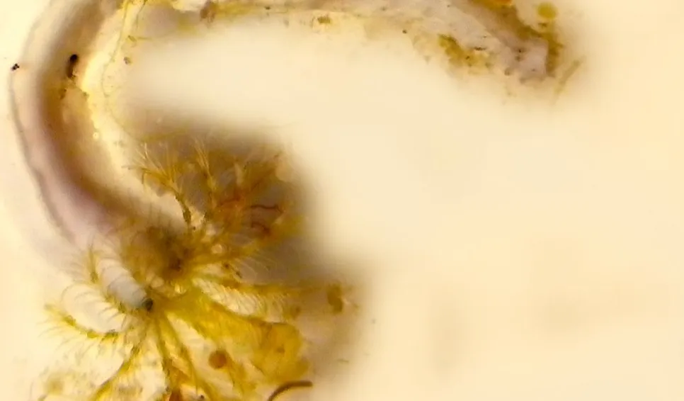 Dreikantröhrenwurm auf einer Virtue Platte. Photo: Mikael Olsson