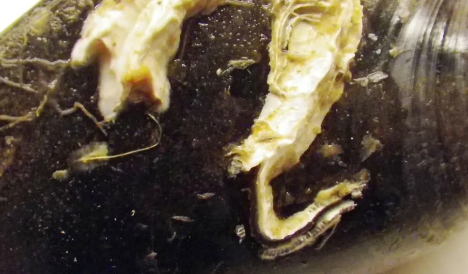 Dreikantröhrenwurm (Pomatoceros triqueter) auf einer Miesmuschel. Photo: Mikael Olsson 