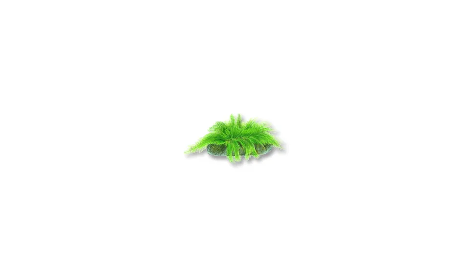Fransalg (Urospora penicilliformis). Ur Havets djur och växter, Gyldendals 2018